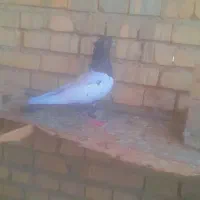 سینه سیاه نر ماده خشکل سرحال|پرنده|اهواز, کیانشهر|دیوار