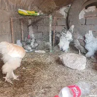 سه عدد خروس سیبرایت و یک خروس برهما