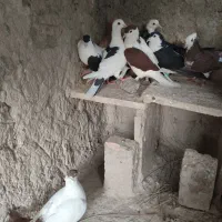 کبوتر رنگی