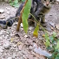 واگذاری گربه فقط با تعهد|گربه|تهران, درکه|دیوار