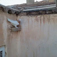 طوقی نر زرد موش پا کاکلی|پرنده|قم, مجیدیه|دیوار