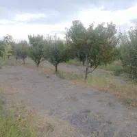 باغچه سنددار 530 متری کیلومتر4جاده تاناکورا|فروش دفتر صنعتی، کشاورزی، تجاری|ارومیه, |دیوار