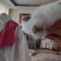 خرگوش باهوش و خوشگل