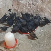 جوجه ۱ ماه|حیوانات مزرعه|فشاپویه, |دیوار