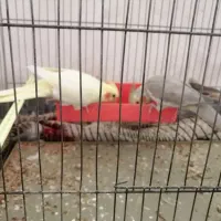 عروس هلندی همراه باقفس