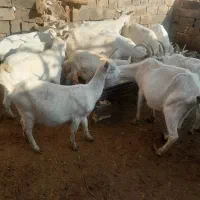 بز،بزغاله،کولار سانن اصل|حیوانات مزرعه|سلامی, |دیوار