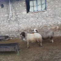 شش عدد میش ابستن سنگین جوان