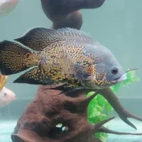 ماهی اسکار|ماهی|قم, علی آباد|دیوار