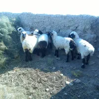 گوسفند|حیوانات مزرعه|زابل, |دیوار