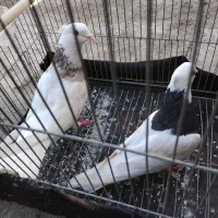 یکجفت طوقی|کنسول، بازی ویدئویی و آنلاین|ایذه, |دیوار