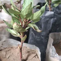 نهال پسته ۱ساله.  30 عدد