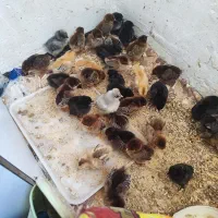 جوجه مرغ و خروس|حیوانات مزرعه|زنده رود, |دیوار