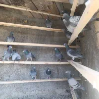 باسلام کبوتر دورگ کشتنی فروشی