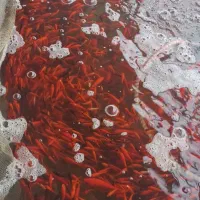 ماهی قرمز|ماهی|رشت, پورسینا|دیوار