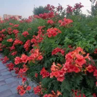 راهنمایی پس انداز