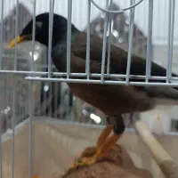 مرغ مینا|پرنده|کرمان, |دیوار