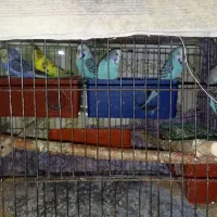 مرغ عشق|پرنده|زاهدان, |دیوار