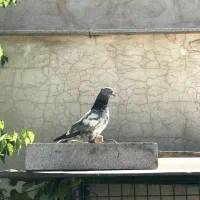 کفتر فریمان