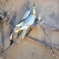 عروس هلندی|پرنده|ملکشاهی, |دیوار