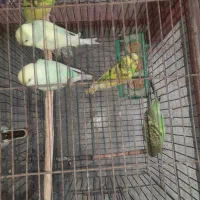 ۵ تا مرغ عشق|پرنده|رشت, سلیمانداراب|دیوار