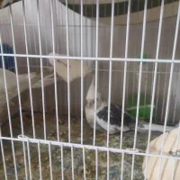 جفت عروس هلندی وایت فیس