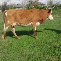 گاو چالوسی شیری وگوساله ماده سیمینتال|حیوانات مزرعه|رشت, جماران|دیوار