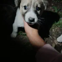 توله سرابی|سگ|اسالم, |دیوار