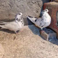 کفتر تهرونی نر و ماده کله ای . نر دوکت. نر کله ای|پرنده|اصفهان, دارک|دیوار