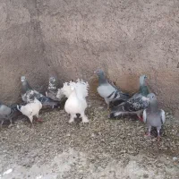 کبوتر