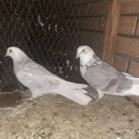 یک جفت قناری