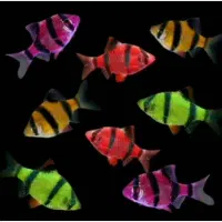 ماهی اکواریوم