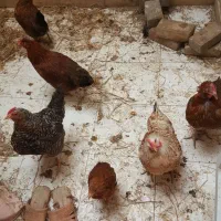 مرغ تخمگذار و سالم