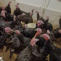 بوقلمون برنز انگلیسی  نر و ماده سالم و سرحال