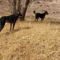 9999|سیمکارت|سراب, |دیوار