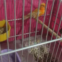 قناری ماده سرخ|پرنده|اصفهان, بهارستان|دیوار