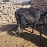 گاو چاق کشتاری