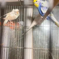 مرغ عشق پروانه ای هوگو