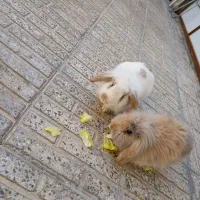 خر گوش خارجی