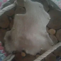 لوستر چوبی|لوستر و چراغ آویز|زاهدان, |دیوار