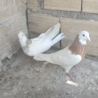یک جفت طوقی|پرنده|اهر, |دیوار