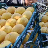 فروش 10تن به بصورت عمده|عمدهفروشی|موچش, |دیوار