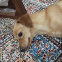 واگذاری سگ اشپیتز