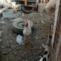 خروس|حیوانات مزرعه|مشهد, ویلاشهر|دیوار