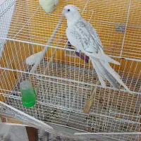 فروش یک جفت عروس هلندی