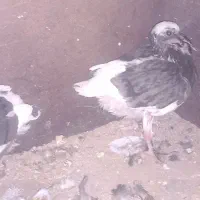 کبوتر جوجه شازده|پرنده|ابهر, |دیوار