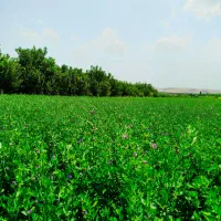 فروش زمین ۲۶۰۰