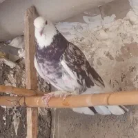 کفتر ۱۱تا پرشی تهرانی خالدار