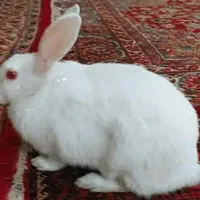 خرگوش سفید چشم شرابی