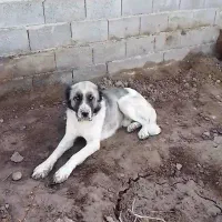 سگ نگهبان|سگ|مشهد, چهاربرج|دیوار