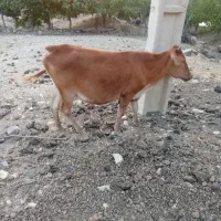 شنگول چاق قصابی